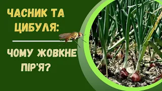 Чому жовкне пір'я часнику і цибулі. Як усунути причини такого пожовтіння