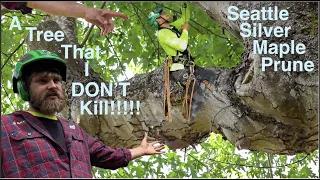 Our First Ever Pruning Video! Big Seattle Silver Maple Prune!