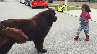 Boy SCREAMS At Dog... Just Watch What the Dog Does Next!