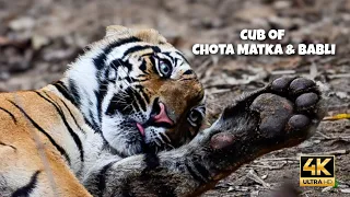 Sub Adult Cub of Babli and Chota Matka | Tadoba Andhari Tiger Reserve #tadoba #tiger #wildlife #wild