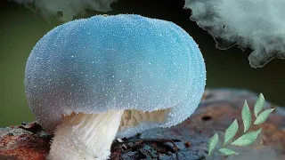 Самые красивые грибы в мире #shorts #short #glowing #mushroom #video #fyp #viral #youtubeshorts