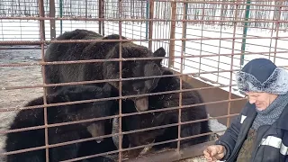 Самоеды в Мишкиной Берлоге. Кормление медведей.