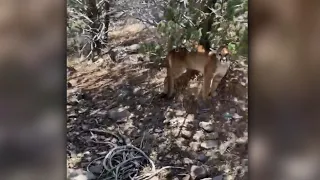 Woman escapes brief mountain lion attack while hunting in Tooele County