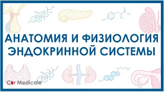 Эндокринная система кратко - основные железы и гормоны, физиология и анатомия