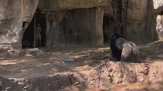 Tense moments between North Texas zookeepers and gorilla caught on cam