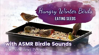 Pretty Winter Birds Eating Seeds - with ASMR Sounds - For Cats & People