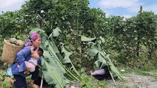 Harvest pumpkins to sell at the local market and design a house for the dog.