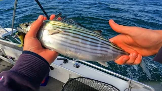 Strong Fish On Light Gear! - Sydney Fishing