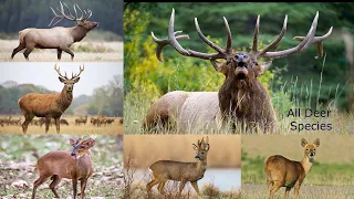 All Deer Species / complete list of deer species / types of deer / different types of deer