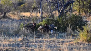 Wild dogs on a kill