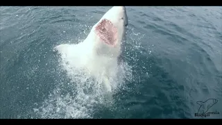 19 Ft Great White Shark breaches with Surfer in Jaws