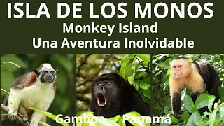 ISLA DE  LOS MONOS - MONKEY ISLAND GAMBOA PANAMÁ /  Guia Completa