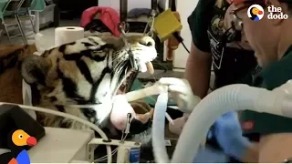 LIVE: Tiger Dentist Gives Rescue Tiger Root Canal at Wild Animal Sanctuary | The Dodo Live