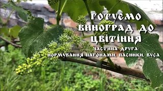 Як пан Се виноград до цвітіння готував. Частина друга | ВПС#9.2