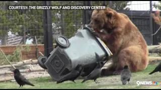 Grizzly bear attempts to open 'bear-proof' trash can