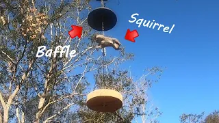 Ninja Squirrel vs Baffle - Do Squirrel Baffles Work??