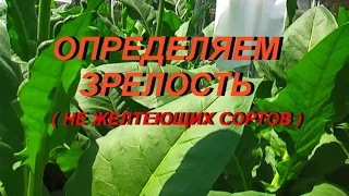 ДНЕВНИК ТАБАКОВОДА № 24 ( 4.07. определяем зрелость зеленых сортов табака ) ТАБАК