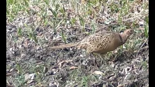 Fasan, Fazan, Pheasant, Fácán