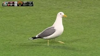 ARI@SF: Seagulls descend during extra innings