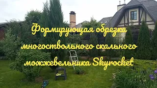 Разваливается скальный можжевельник? Как исправить? Обрезка взрослого можжевельника Skyrocket