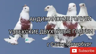 Андижанские-Узбекские Двухчубые Голуби,Ихтёрбека гСанкт-Петербург, Andijan-Uzbek Two-Lipped Pigeons!