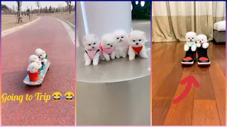 😍 Mini Pomeranian - Funny and Cute Pomeranian Videos #47 - Cute Puppies  Tik Tok chó phốc sóc