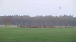 Massive Deer Herd Jump Over Fence