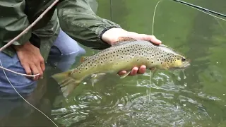 Fishing Iowa's Driftless Area for Brown and Rainbow Trout!