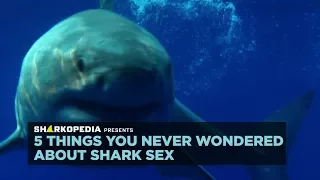 5 Things You Never Wondered About Shark Sex | SHARK WEEK