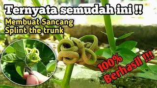 CARA MEMBUAT SANCANG SPLIT THE TRUNK DENGAN MUDAH|100% Berhasil !!