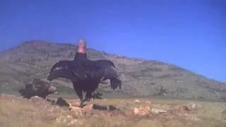 Condor vs golden eagle