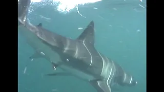 GREAT WHITE ENCOUNTERS - TONIC IMMOBILITY - PROMO CLIP 3