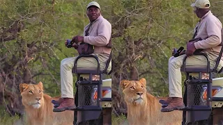 This Person Was Unaware That A Lioness Is Sneaking Up On Him