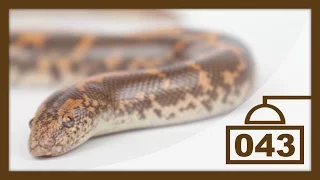 Do Kenyan Sand Boas Make Good Pets? - My First Impressions