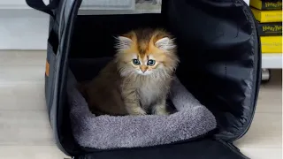 Scottish Straight Kitten’s First Day Home