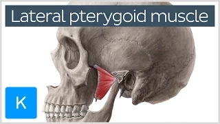 Function of the Lateral Pterygoid Muscle - Human Anatomy | Kenhub