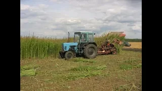 Урожай дикорастущей конопли (Hemp) уничтожили комбайном и трактором Т-80