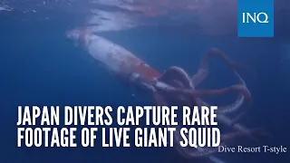 Japan divers capture rare footage of live giant squid