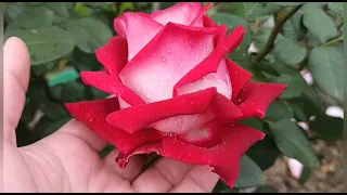 Цветение роз, в гостях у подписчицы!🌹🌹🌹 Чужого рая не бывает!!!