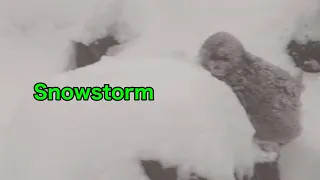 【SNOW  MONKEYS】267 ( snowstorm) Jigokudani onsen Korakukan snowmonkey  park  地獄谷　温泉　後楽館　野猿公苑　雪猿