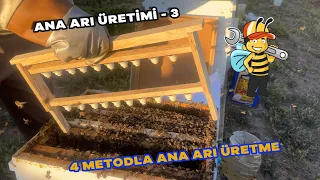 ANA ARI ÜRETİMİ - 3) 4 METODLA ANA ARI ÜRETMEK