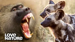 Baboons Use Their Alarm Call to Fend Off Wild Dogs | Love Nature