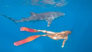 BIGGEST SHARK IN THE OCEAN 🦈 Whale sharks on the Ningaloo Reef (NO TOUR) WA | S1E23