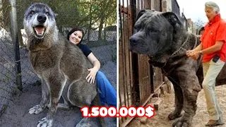 Почему эта собака стоит 1.500.000$