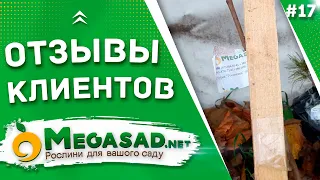 ОТЗЫВЫ КЛИЕНТОВ - САЖЕНЦЫ "МЕГАСАД" | Кедр, Хурма 100% соответствие