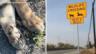 Conservationists believe young mountain lion found dead on CA road was likely hit by car