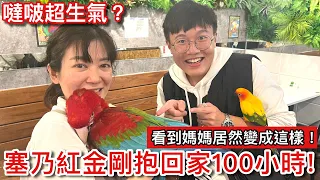 超溫馨！我們養了一隻「紅金剛寶寶」噠波危機感爆棚？100小時「超塞乃」飼養計畫！天使孩子看到媽媽反應讓人掉下巴！【鸚鵡小木屋】【養100小時 EP4】ft.Parrot Coffee 派洛特 咖啡廳