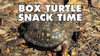 What Do Box Turtles Eat?