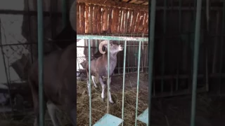 Ручной архар 2 Argali in Kazakhstan