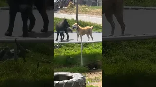 Odin the wolf playing.